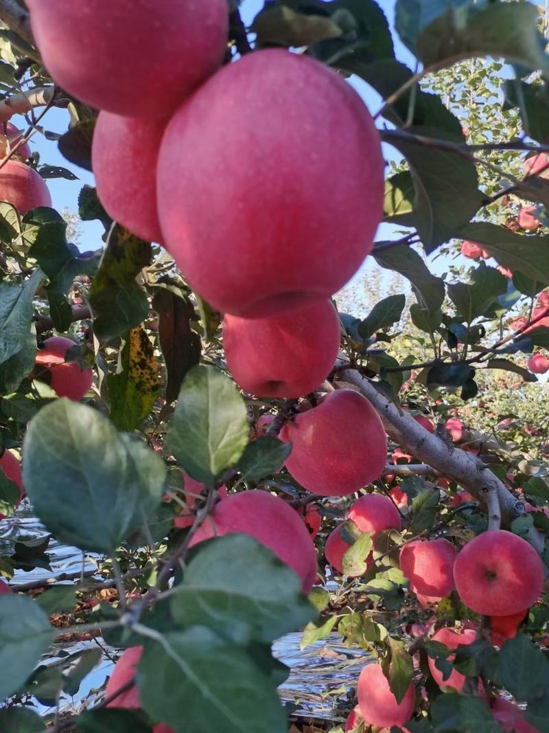 新疆阿克苏红旗坡冰糖心苹果，本人代收，代发新疆特产冰糖心