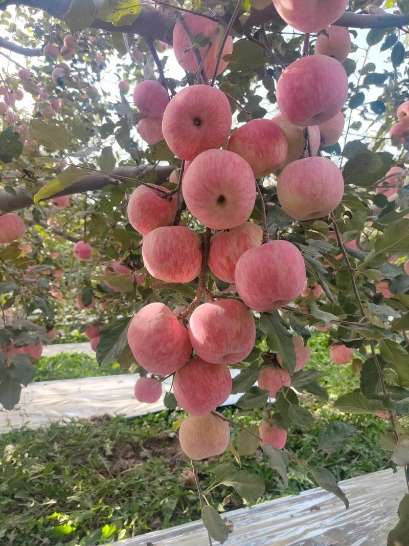 新疆阿克苏红旗坡冰糖心苹果，本人代收，代发新疆特产冰糖心