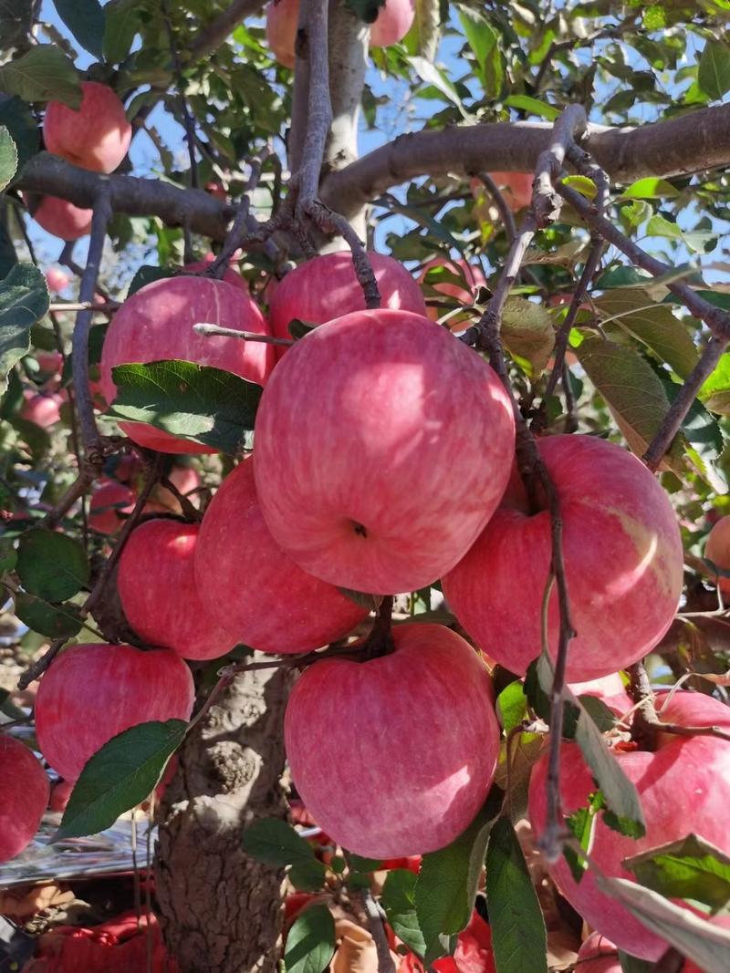 新疆阿克苏红旗坡冰糖心苹果，质量保证，果园直发