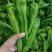 鲜辣椒薄皮椒301椒线椒螺丝椒皱皮椒货源充足