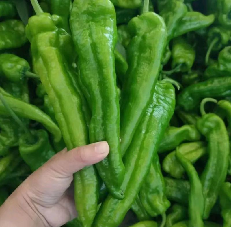 鲜辣椒薄皮椒301椒线椒螺丝椒皱皮椒货源充足