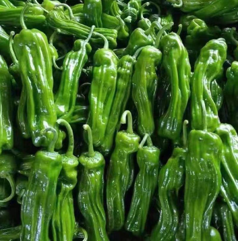 鲜辣椒薄皮椒301椒线椒螺丝椒皱皮椒货源充足
