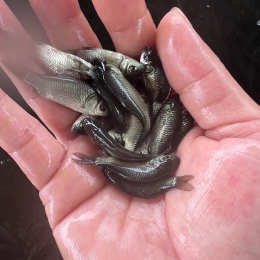 优质中科五号小银鲫鱼湘鲫鱼苗淡水活体草鱼黄金高背鲫花鲢苗