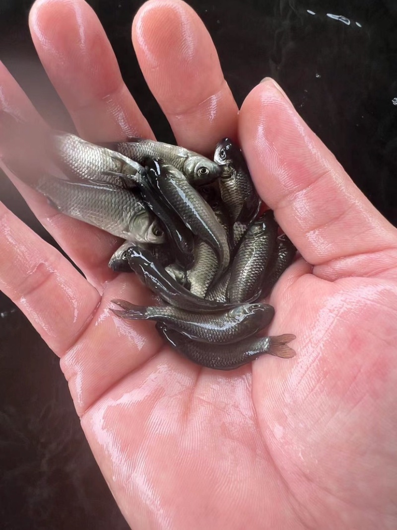 优质中科五号小银鲫鱼湘鲫鱼苗淡水活体草鱼黄金高背鲫花鲢苗