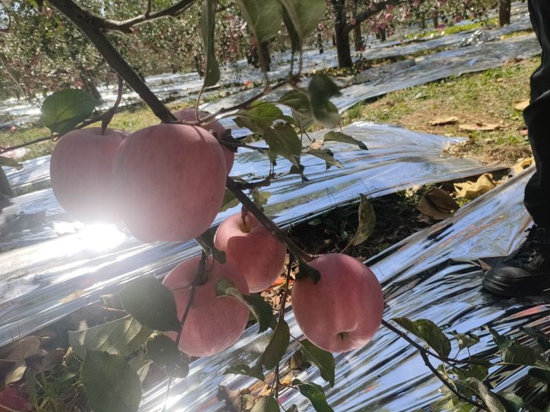 山西吉县红富士苹果大量上市脆甜可口欢迎老板联系预定