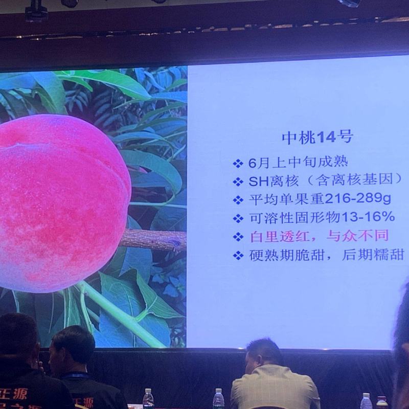 中桃14号郑州果科所新品种的早熟水蜜桃，浓香大果型