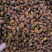 栀子无硫栀子栀子花草茶药用栀子批发零售规格齐全