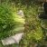 聊城精品香芹产地一手货源保质保量全国代发欢迎致电