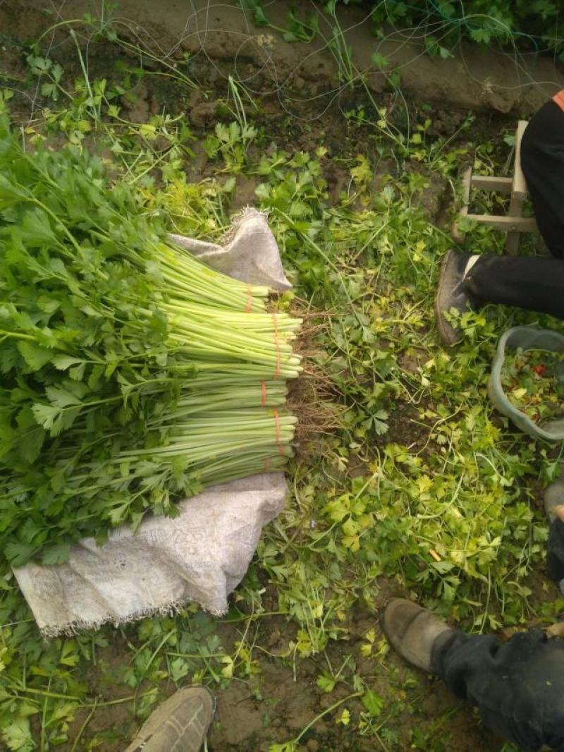 聊城精品香芹产地一手货源保质保量全国代发欢迎致电