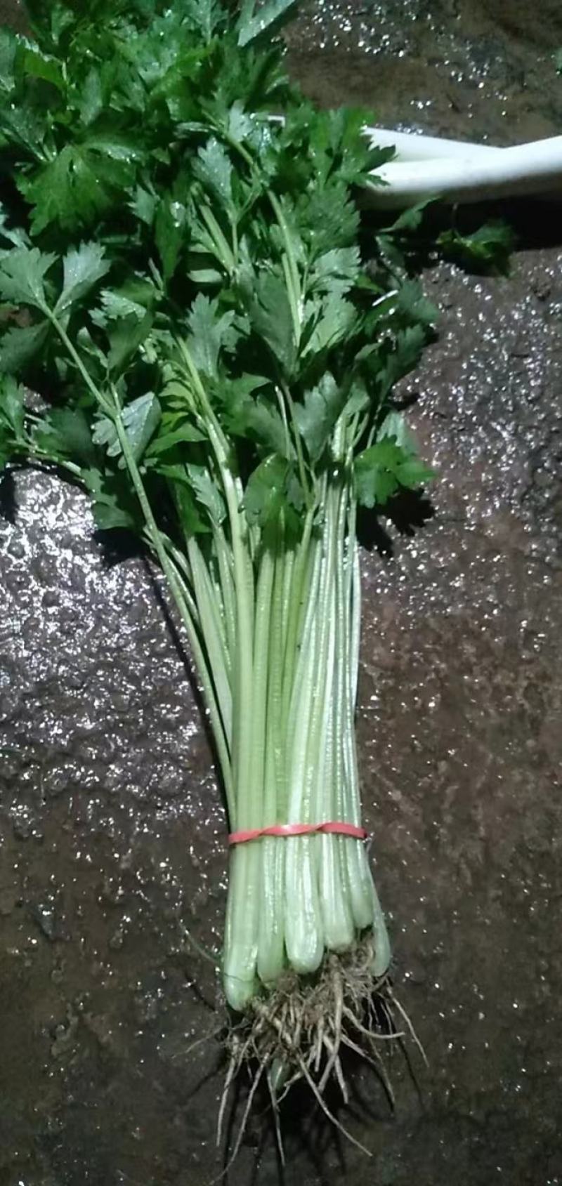 聊城精品香芹产地一手货源保质保量全国代发欢迎致电