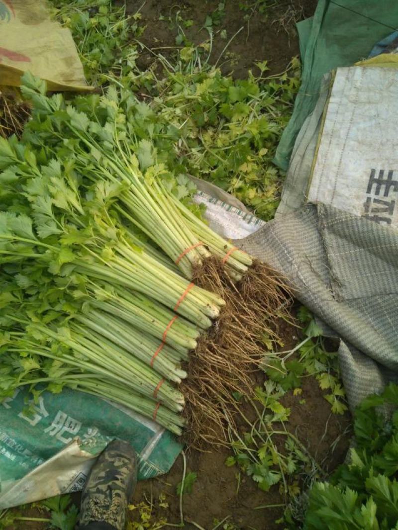 聊城精品香芹产地一手货源保质保量全国代发欢迎致电