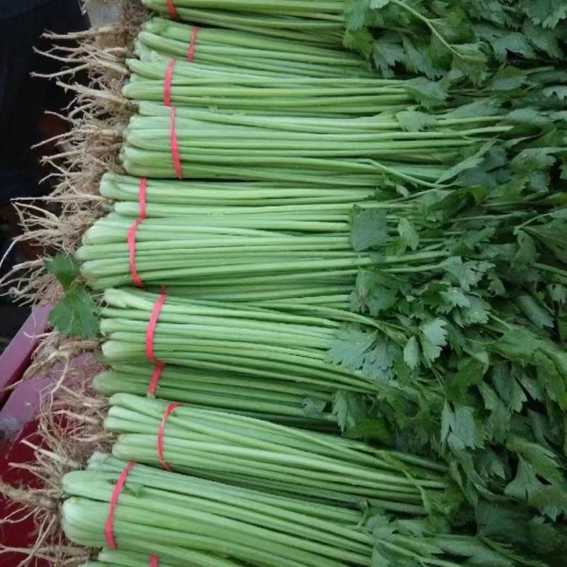 聊城精品香芹产地一手货源保质保量全国代发欢迎致电