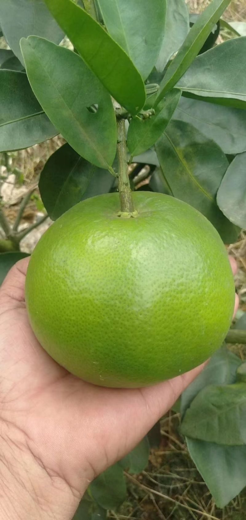广西葡萄柚，大量上市，50万斤，欢迎骚扰