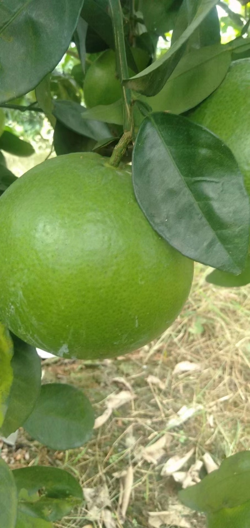 广西葡萄柚，大量上市，50万斤，欢迎骚扰