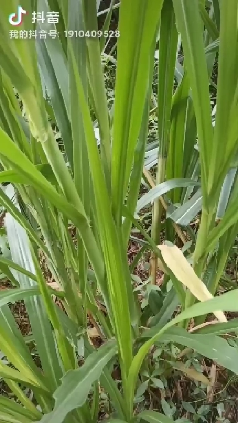 黄竹草，一件代发，现款现发包邮坏苗包赔。