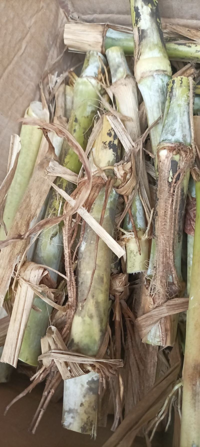 黄竹草，一件代发，现款现发包邮坏苗包赔。