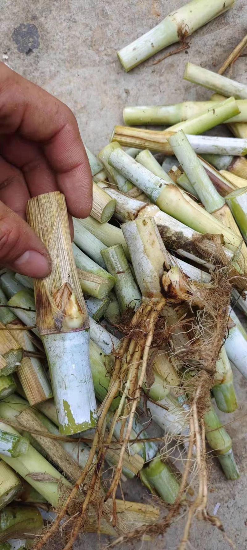 黄竹草，一件代发，现款现发包邮坏苗包赔。