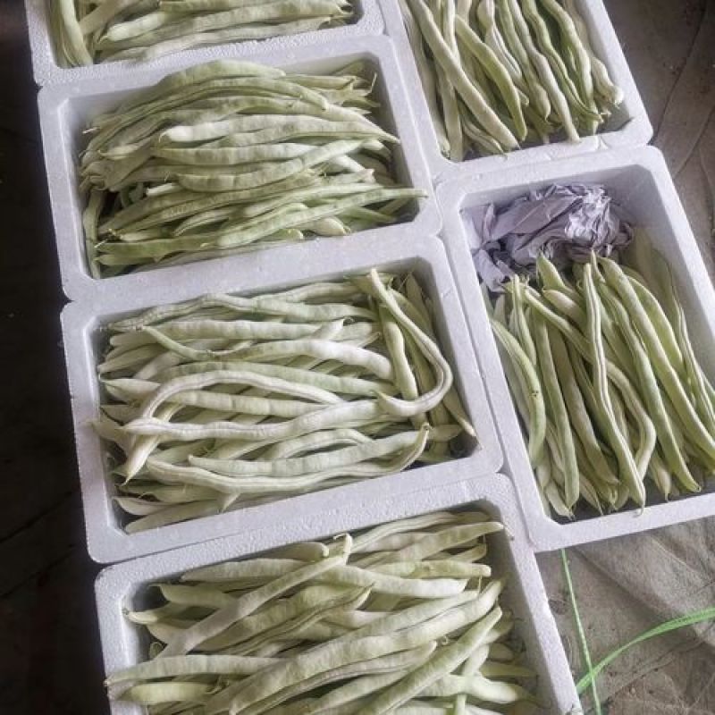 云南保山市隆阳区潞江镇芒宽乡，白不老