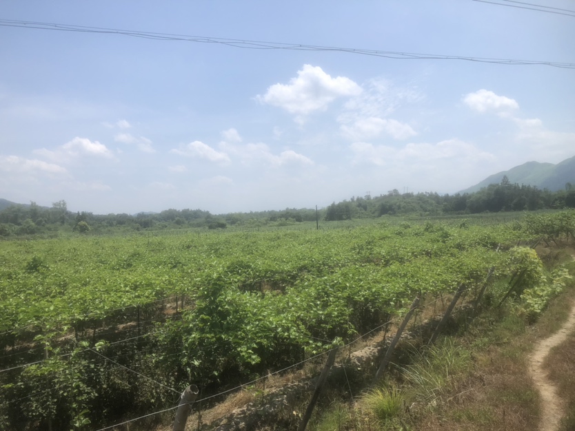 钦蜜9号百香果田间生长实景