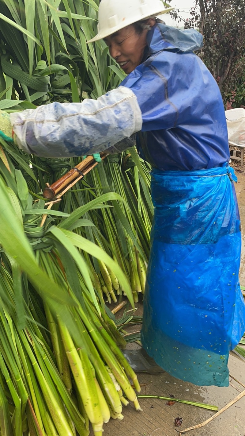 上海本地茭白-双季茭白价格便宜大量供应欢迎采购