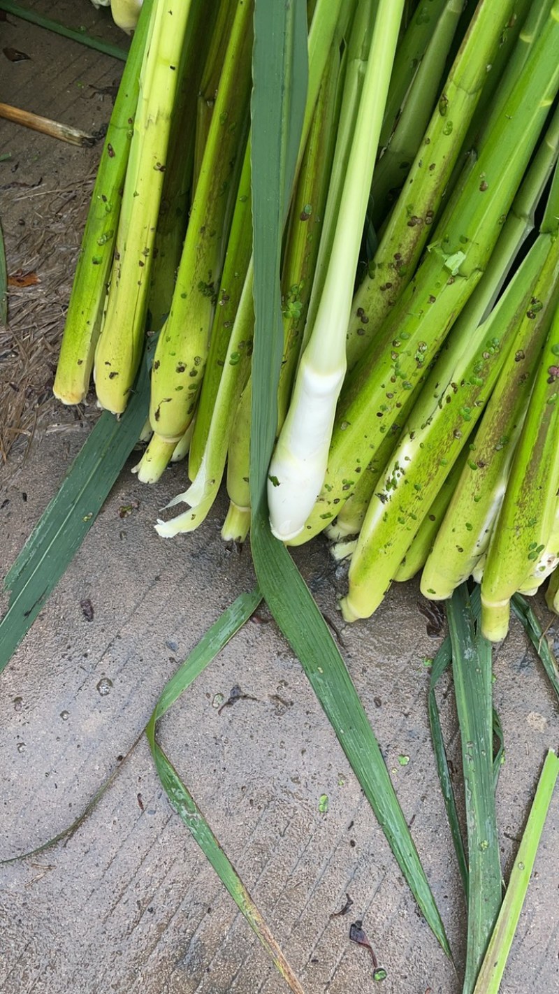 上海本地茭白-双季茭白价格便宜大量供应欢迎采购