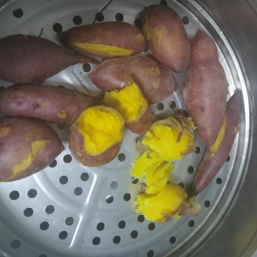 沙地济薯26