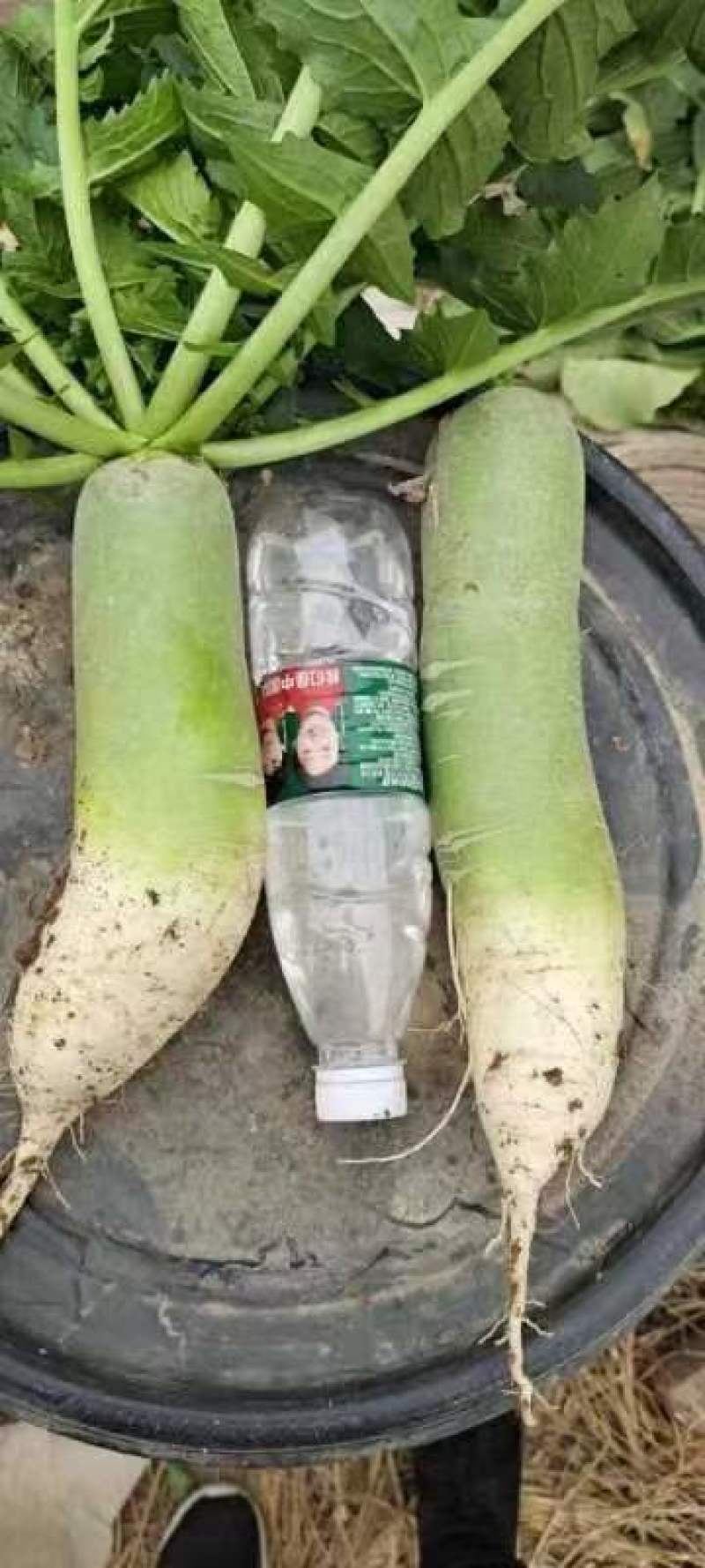 红皮萝卜1~1.5斤起，青皮辣萝卜等各种萝卜，代收代发
