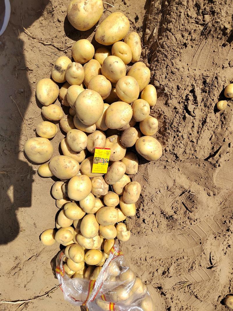 纯沙地精品v7土豆，大量供应市场，超市，电商，存库。