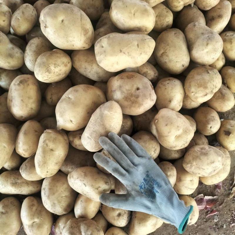 【推荐】内蒙土豆黄芯，质量很好，大量上市欢迎合作