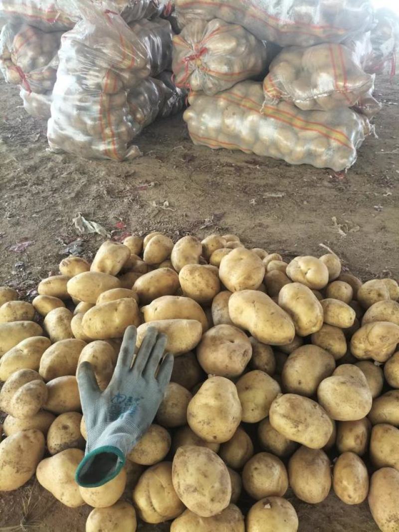 【推荐】内蒙土豆黄芯，质量很好，大量上市欢迎合作