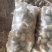 【推荐】内蒙土豆黄芯，质量很好，大量上市欢迎合作