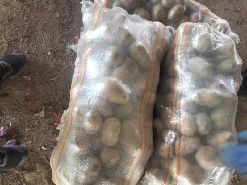 【推荐】内蒙土豆黄芯，质量很好，大量上市欢迎合作