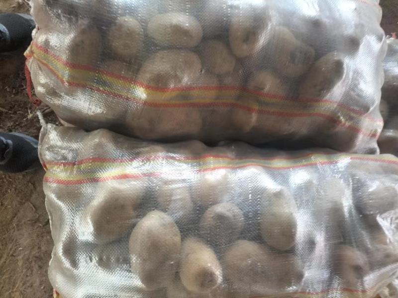 【推荐】内蒙土豆黄芯，质量很好，大量上市欢迎合作