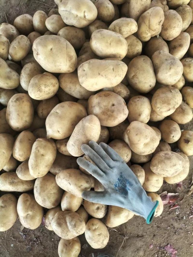 【推荐】内蒙土豆黄芯，质量很好，大量上市欢迎合作