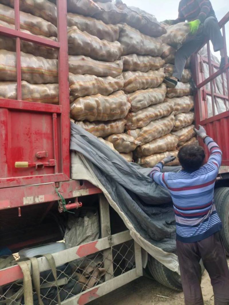 【推荐】内蒙土豆黄芯，质量很好，大量上市欢迎合作