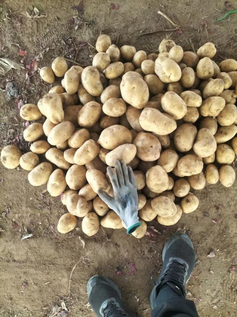 【推荐】内蒙土豆黄芯，质量很好，大量上市欢迎合作