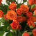基地直供【橙色芭比】多头玫瑰苗扦插小苗盆栽庭院阳台绿植