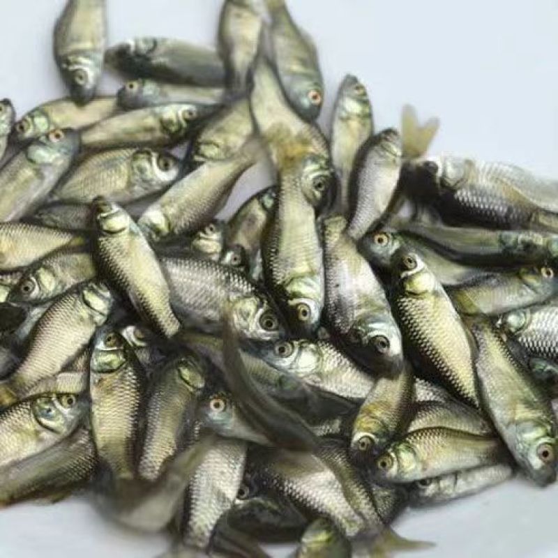 【鲫鱼苗】重庆潼南鲫鱼苗养殖基地供货，货源充足，量大从优
