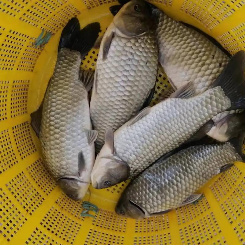 【鲫鱼苗】重庆潼南鲫鱼苗养殖基地供货，货源充足，量大从优
