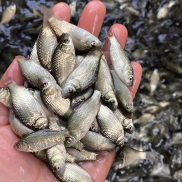 【鲫鱼苗】重庆潼南鲫鱼苗养殖基地供货，货源充足，量大从优