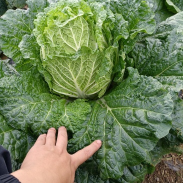 大白菜奥奇丽