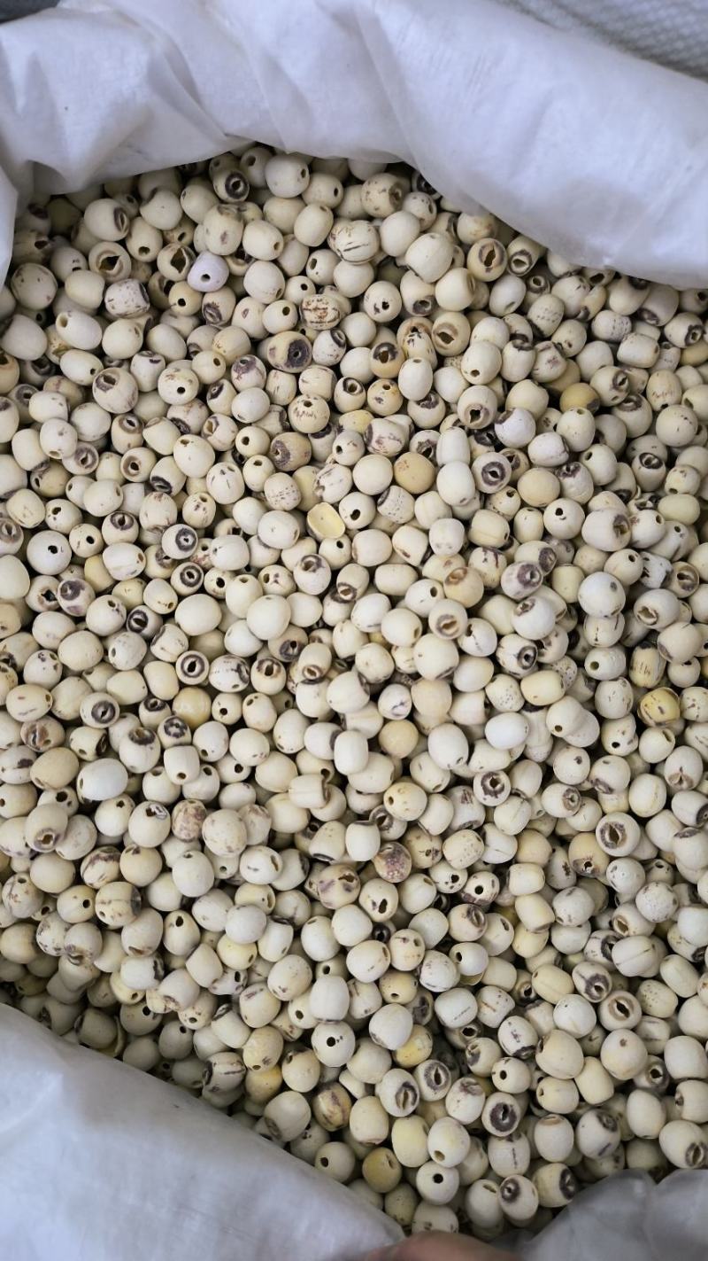 白莲子莲子干无硫磨皮莲子干抽芯莲子干莲子芯
