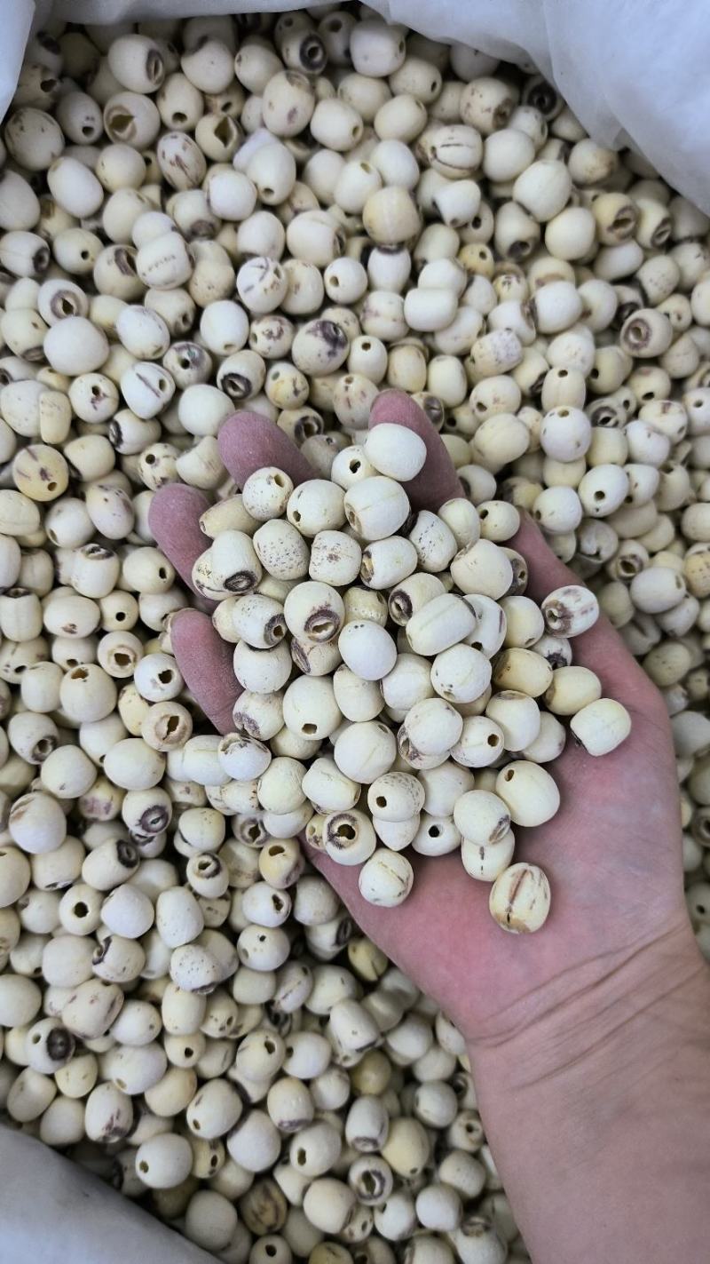 白莲子莲子干无硫磨皮莲子干抽芯莲子干莲子芯