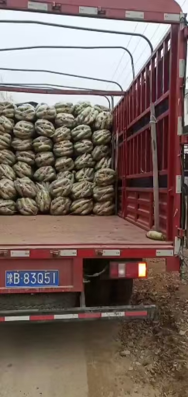露头青萝卜大量供应，市场，超市，电商平台，诚实守信
