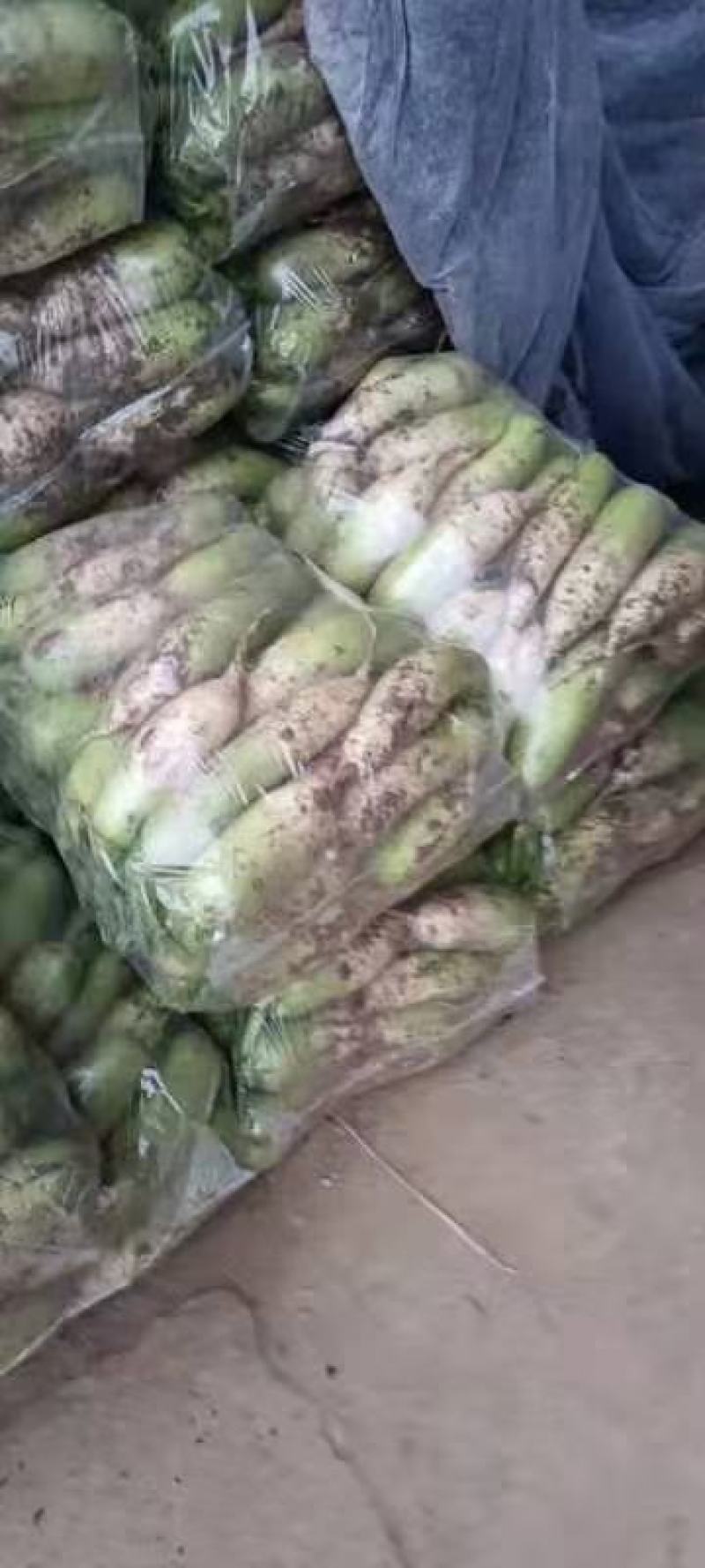 露头青萝卜大量供应，市场，超市，电商平台，诚实守信