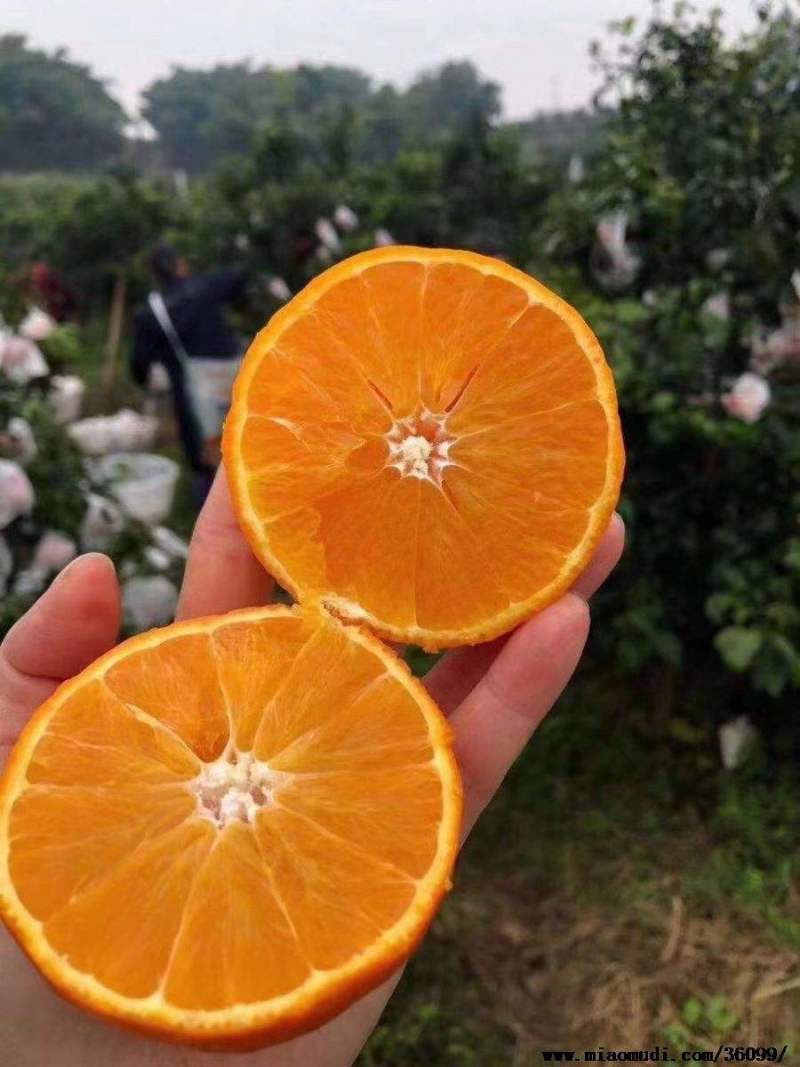 爱媛果冻橙产地大量供应中皮薄肉厚口感甜化渣，支持一件代