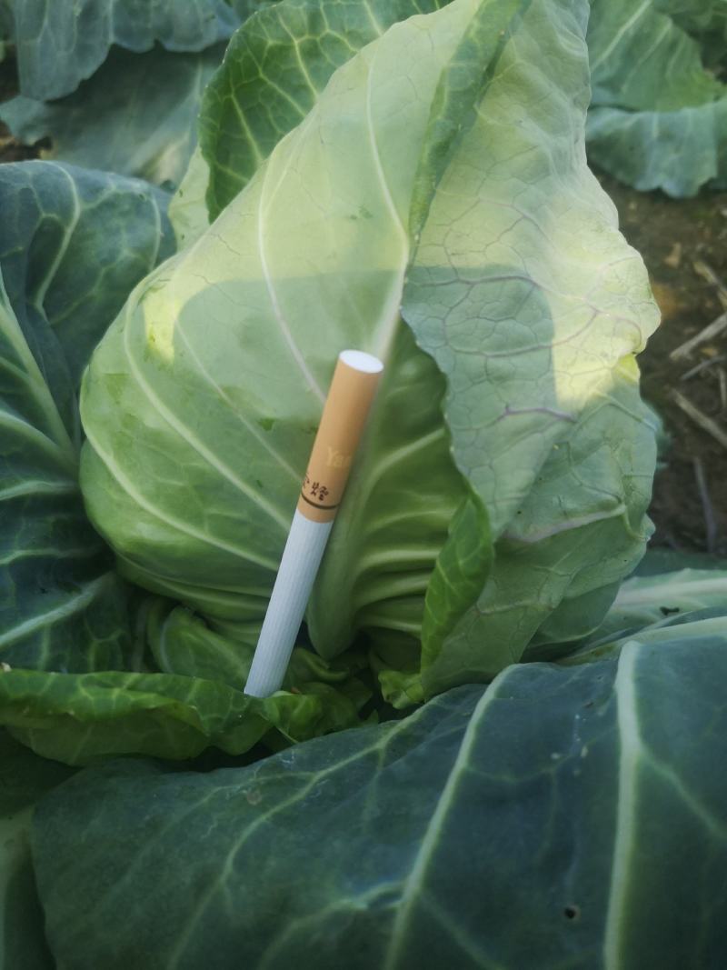 高山牛心甘蓝