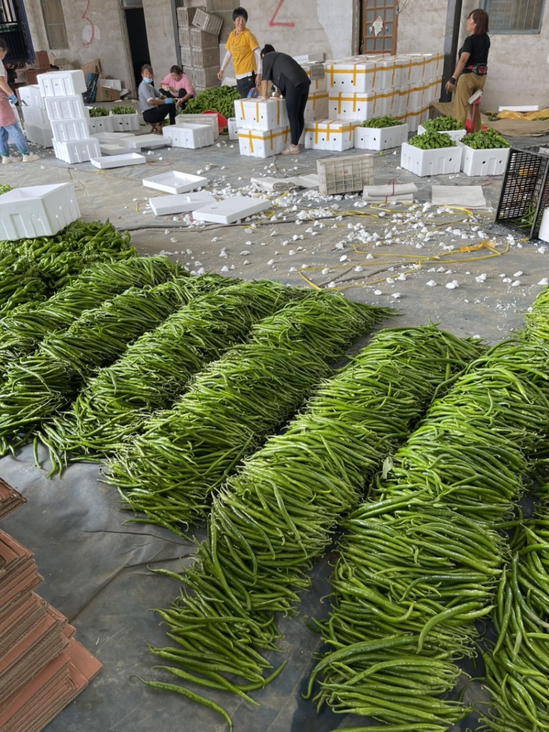 山东精品线椒二荆条产地货源大量有货保质保量