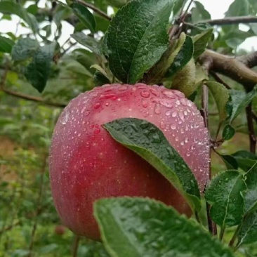 云南高原丑苹果，原生态，脆甜苹果