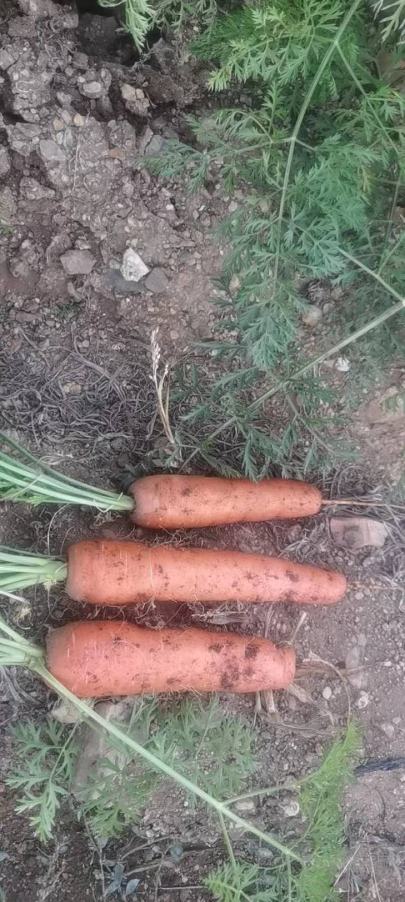 出售红萝卜
